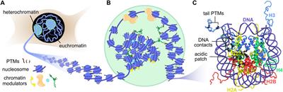 Emerging Contributions of Solid-State <mark class="highlighted">NMR Spectroscopy</mark> to Chromatin Structural Biology